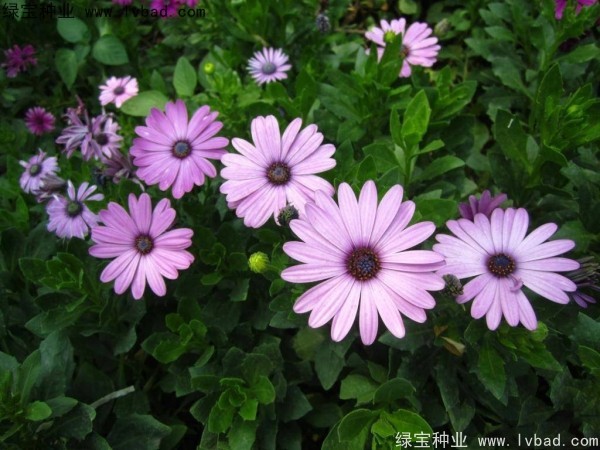 南非萬(wàn)壽菊種子