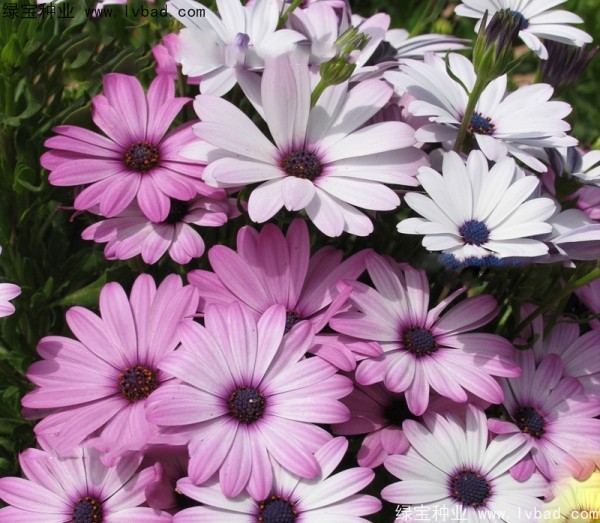 <a href='http://www.hn123.net.cn/caohuazhongzi/1604.html' target='_blank'>南非萬(wàn)壽菊</a>種子