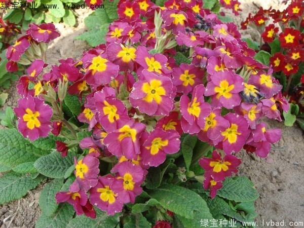 歐洲<a href='http://www.hn123.net.cn/caohuazhongzi/1024.html' target='_blank'>報春花種子</a>