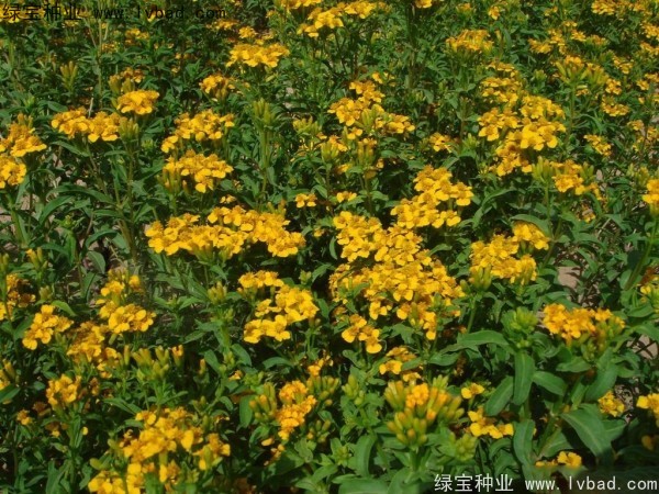 <a href='http://www.hn123.net.cn/caohuazhongzi/1608.html' target='_blank'>七里黃種子</a>