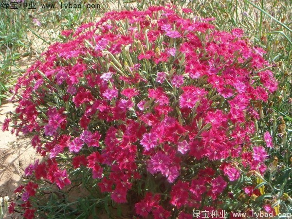 瞿麥<a href='http://www.hn123.net.cn/' target='_blank'>種子</a>