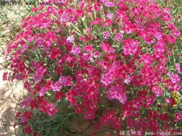 <a href='http://www.hn123.net.cn/caohuazhongzi/1615.html' target='_blank'>瞿麥種子</a>