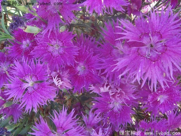 <a href='http://www.hn123.net.cn/caohuazhongzi/1615.html' target='_blank'>瞿麥種子</a>