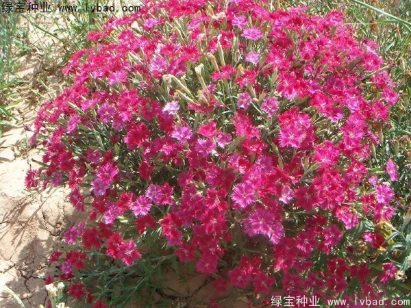 <a href='http://www.hn123.net.cn/caohuazhongzi/1615.html' target='_blank'>瞿麥</a><a href='http://www.hn123.net.cn/' target='_blank'>種子</a>