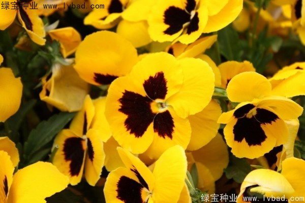 <a href='http://www.hn123.net.cn/caohuazhongzi/1619.html' target='_blank'>三色旋花種子</a>