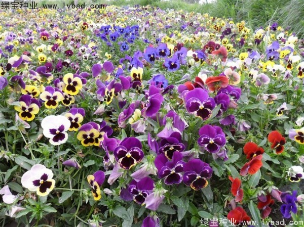 <a href='http://www.hn123.net.cn/caohuazhongzi/1619.html' target='_blank'>三色旋花種子</a>