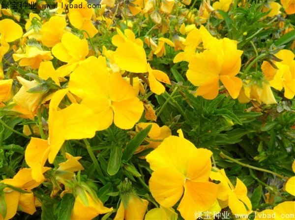 <a href='http://www.hn123.net.cn/caohuazhongzi/1619.html' target='_blank'>三色旋花種子</a>