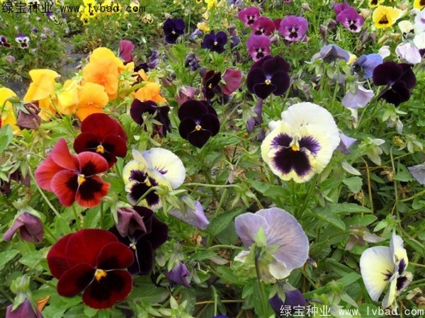 三色旋花<a href='http://www.hn123.net.cn/' target='_blank'>種子</a>