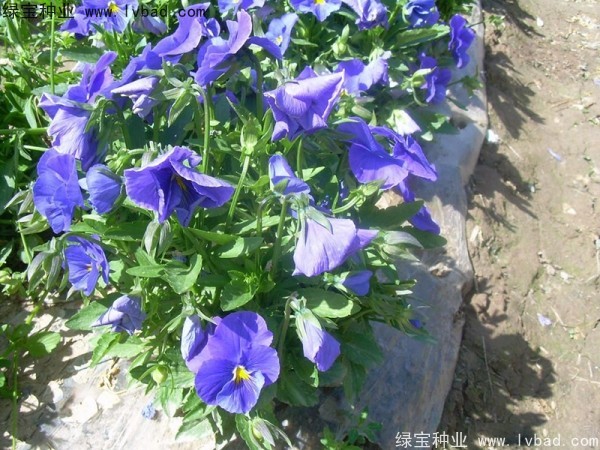 三色旋花種子