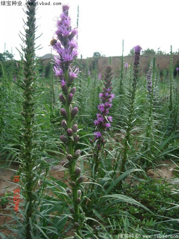 蛇鞭菊?qǐng)D片