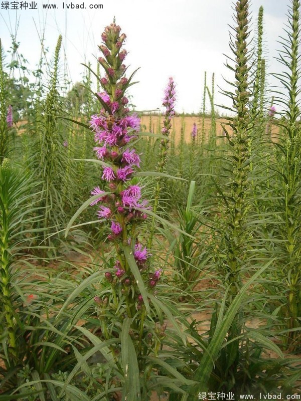 蛇鞭菊?qǐng)D片