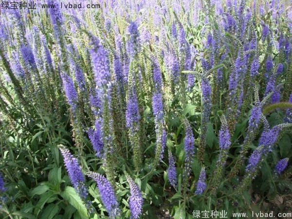 蛇鞭菊?qǐng)D片