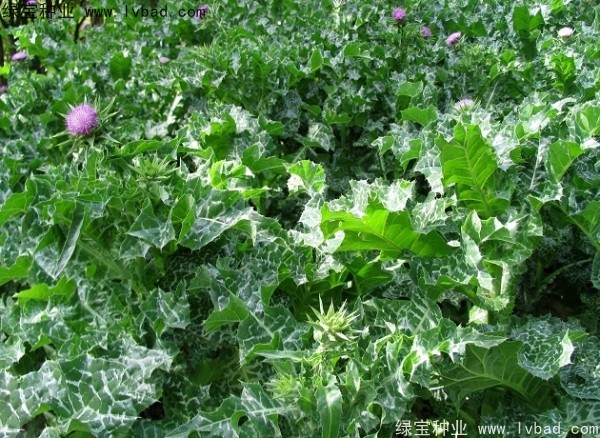 <a href='http://www.hn123.net.cn/caohuazhongzi/1627.html' target='_blank'>水飛薊</a><a href='http://www.hn123.net.cn/' target='_blank'>種子</a>