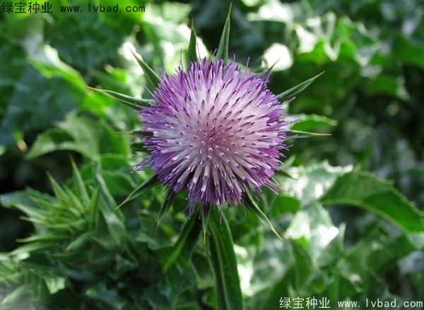 <a href='http://www.hn123.net.cn/caohuazhongzi/1627.html' target='_blank'>水飛薊種子</a>