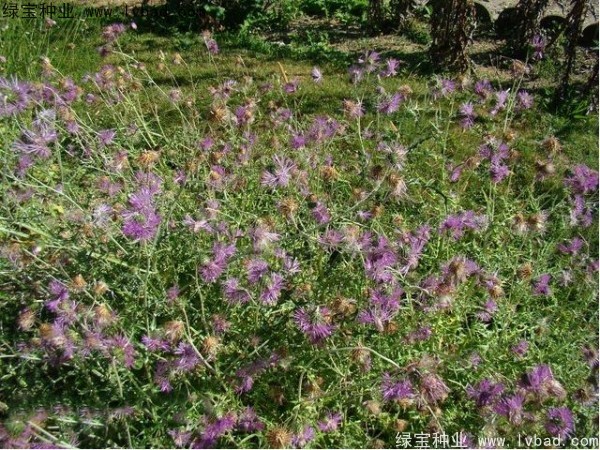 <a href='http://www.hn123.net.cn/caohuazhongzi/1627.html' target='_blank'>水飛薊</a><a href='http://www.hn123.net.cn/' target='_blank'>種子</a>