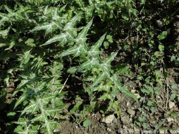 水飛薊<a href='http://www.hn123.net.cn/' target='_blank'>種子</a>