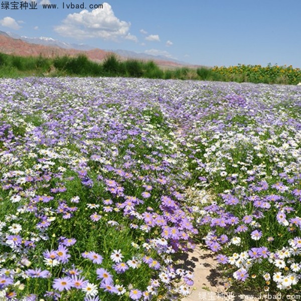 <a href='http://www.hn123.net.cn/caohuazhongzi/1633.html' target='_blank'>五色菊種子</a>