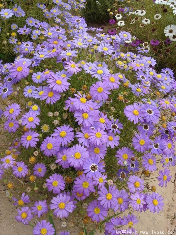 五色菊<a href='http://www.hn123.net.cn/' target='_blank'>種子</a>