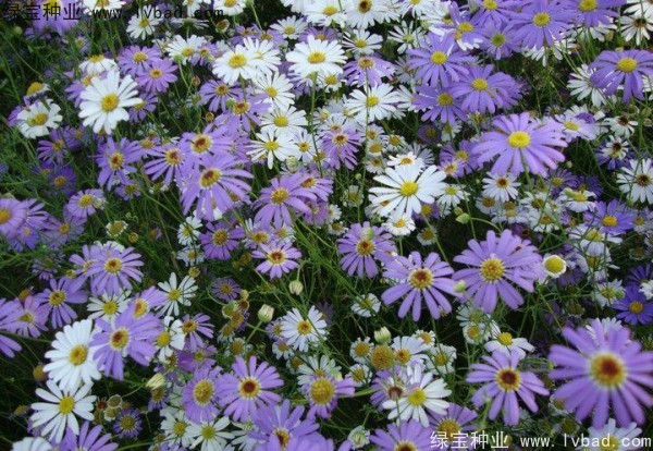 <a href='http://www.hn123.net.cn/caohuazhongzi/1633.html' target='_blank'>五色菊種子</a>