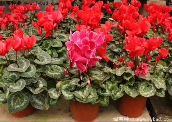 <a href='http://www.hn123.net.cn/caohuazhongzi/1637.html' target='_blank'>仙客來</a><a href='http://www.hn123.net.cn/' target='_blank'>種子</a>