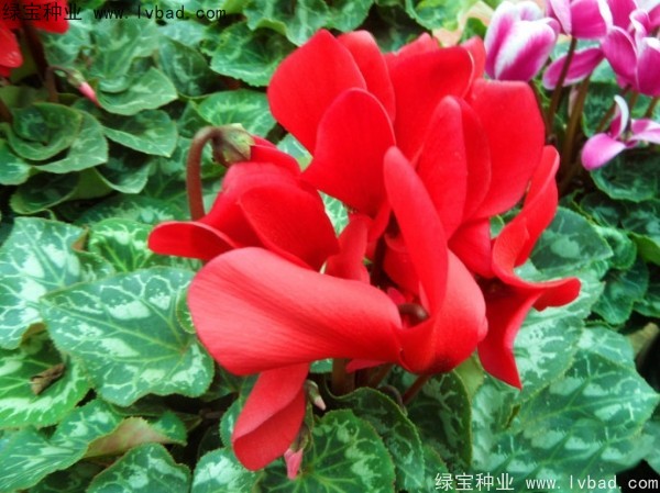 仙客來<a href='http://www.hn123.net.cn/' target='_blank'>種子</a>