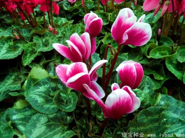 <a href='http://www.hn123.net.cn/caohuazhongzi/1637.html' target='_blank'>仙客來</a><a href='http://www.hn123.net.cn/' target='_blank'>種子</a>