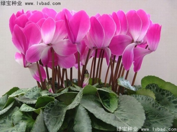 <a href='http://www.hn123.net.cn/caohuazhongzi/1637.html' target='_blank'>仙客來種子</a>