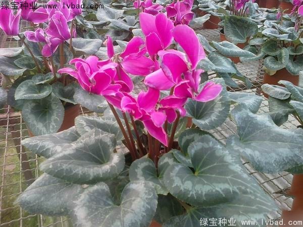 <a href='http://www.hn123.net.cn/caohuazhongzi/1637.html' target='_blank'>仙客來種子</a>