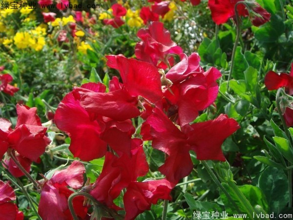 <a href='http://www.hn123.net.cn/caohuazhongzi/1638.html' target='_blank'>香豌豆種子</a>