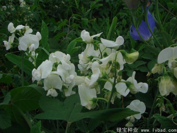 <a href='http://www.hn123.net.cn/caohuazhongzi/1638.html' target='_blank'>香豌豆</a><a href='http://www.hn123.net.cn/' target='_blank'>種子</a>