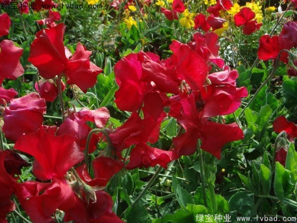<a href='http://www.hn123.net.cn/caohuazhongzi/1638.html' target='_blank'>香豌豆種子</a>