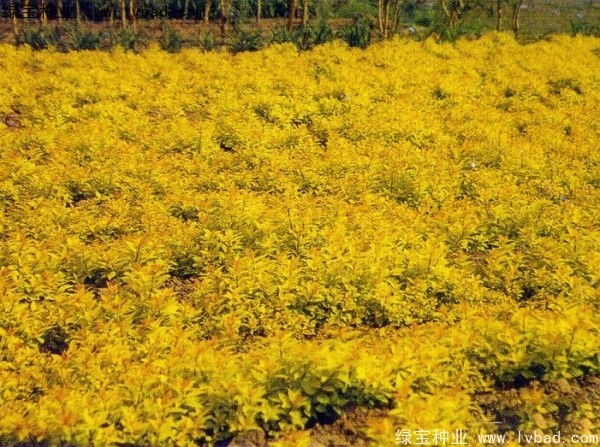 繡線菊<a href='http://www.hn123.net.cn/' target='_blank'>種子</a>