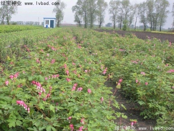 <a href='http://www.hn123.net.cn/caohuazhongzi/1644.html' target='_blank'>繡線菊種子</a>