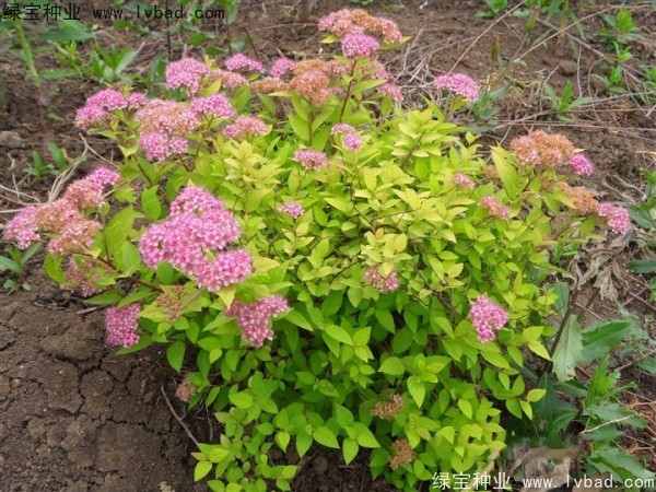 <a href='http://www.hn123.net.cn/caohuazhongzi/1644.html' target='_blank'>繡線菊</a><a href='http://www.hn123.net.cn/' target='_blank'>種子</a>
