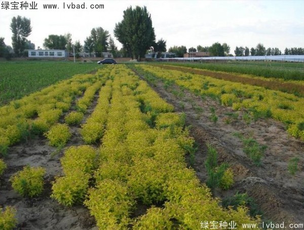 <a href='http://www.hn123.net.cn/caohuazhongzi/1644.html' target='_blank'>繡線菊</a><a href='http://www.hn123.net.cn/' target='_blank'>種子</a>
