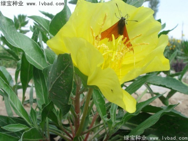 <a href='http://www.hn123.net.cn/caohuazhongzi/1649.html' target='_blank'>夜來(lái)香種子</a>