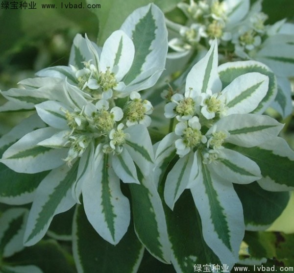 <a href='http://www.hn123.net.cn/caohuazhongzi/1651.html' target='_blank'>銀邊翠</a>
