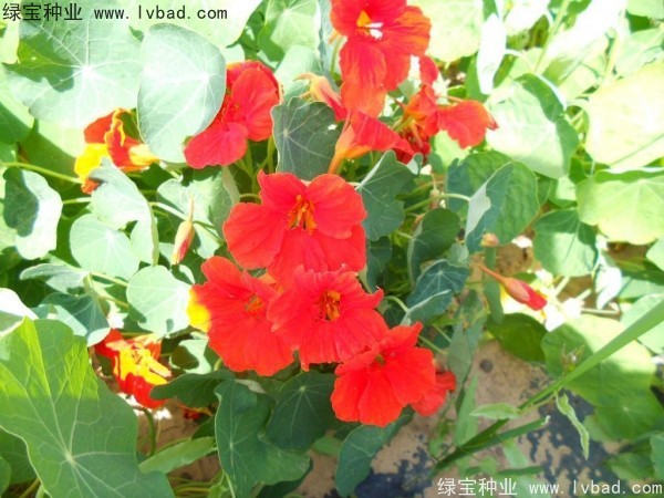 旱金蓮種子