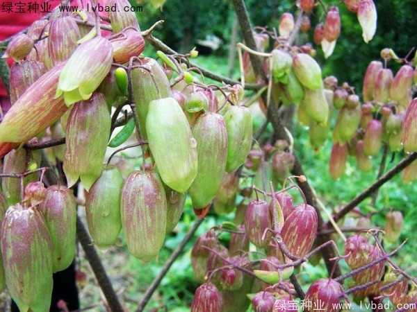 <a href='http://www.hn123.net.cn/caohuazhongzi/1654.html' target='_blank'>長壽花</a>