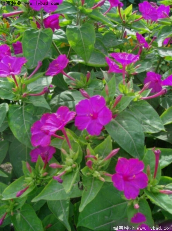 紫茉莉<a href='http://www.hn123.net.cn/' target='_blank'>種子</a>