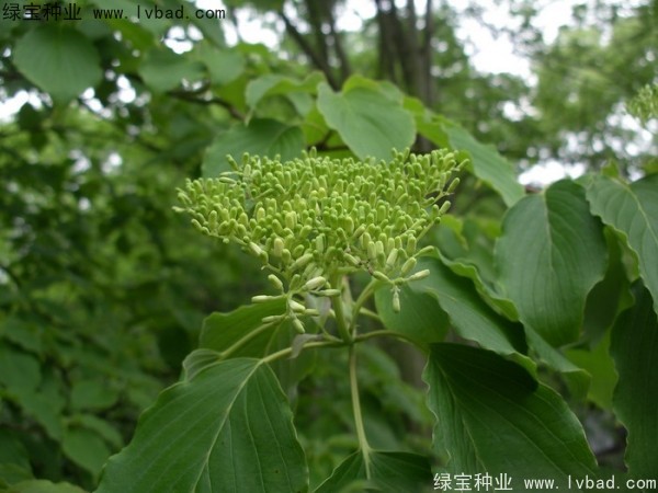 燈臺樹種子