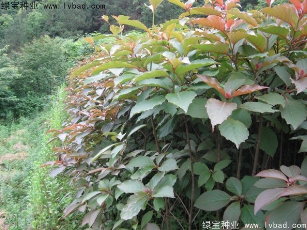 燈臺樹<a href='http://www.hn123.net.cn/' target='_blank'>種子</a>