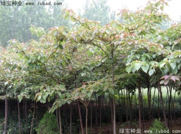 <a href='http://www.hn123.net.cn/linmuzhongzi/2197.html' target='_blank'>燈臺樹種子</a>
