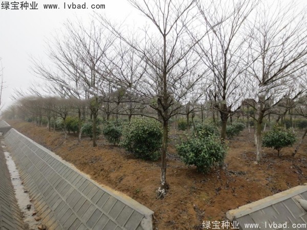 <a href='http://www.hn123.net.cn/linmuzhongzi/2197.html' target='_blank'>燈臺樹種子</a>