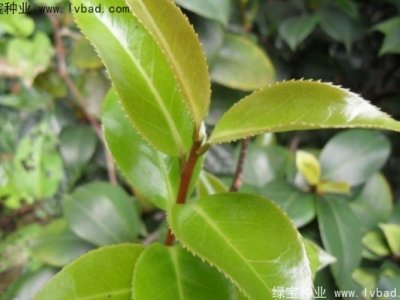 茶樹種子