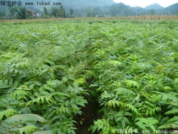 <a href='http://www.hn123.net.cn/linmuzhongzi/2199.html' target='_blank'>黃柏種子</a>