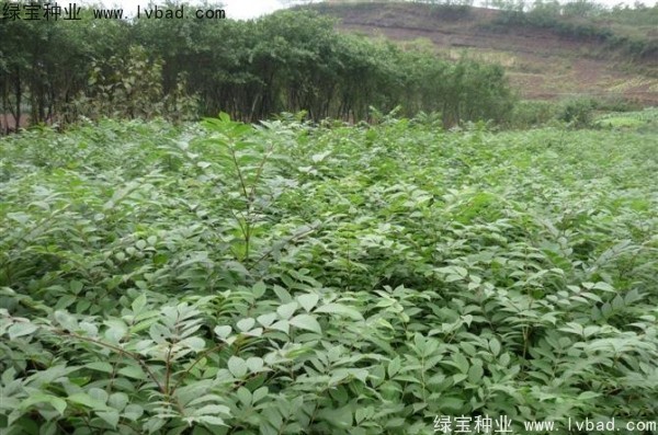 <a href='http://www.hn123.net.cn/linmuzhongzi/2199.html' target='_blank'>黃柏</a><a href='http://www.hn123.net.cn/' target='_blank'>種子</a>