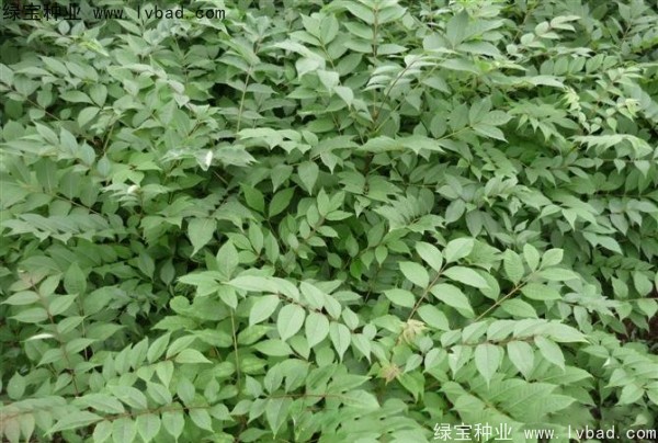 <a href='http://www.hn123.net.cn/linmuzhongzi/2199.html' target='_blank'>黃柏種子</a>