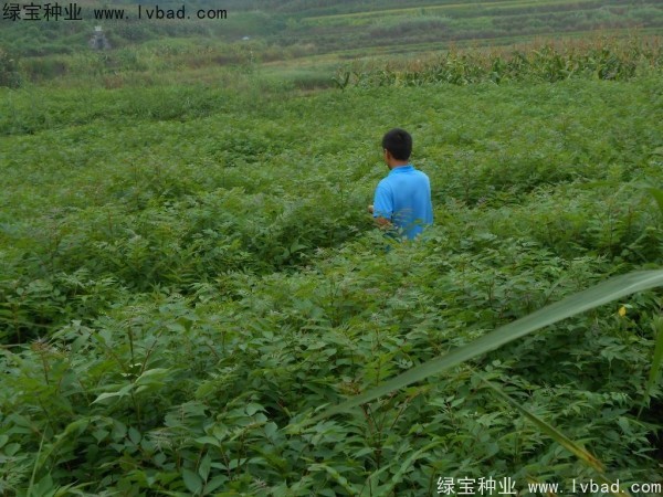 <a href='http://www.hn123.net.cn/linmuzhongzi/2199.html' target='_blank'>黃柏</a><a href='http://www.hn123.net.cn/' target='_blank'>種子</a>