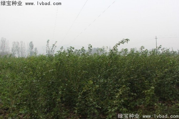 <a href='http://www.hn123.net.cn/linmuzhongzi/2200.html' target='_blank'>青榨槭種子</a>